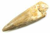 Fossil Spinosaurus Tooth - Real Dinosaur Tooth #357766-1